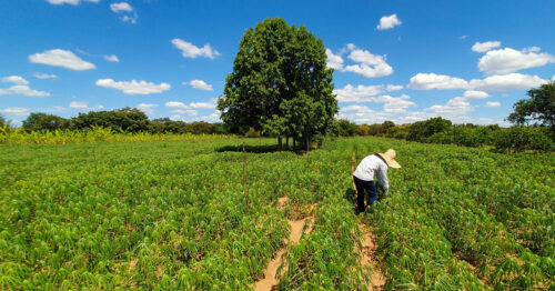 Inadimplência no Crédito Rural é Impactada pelos Preços de Cereais e Fertilizantes