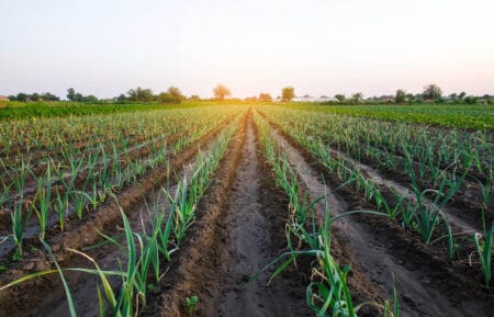 Fundo Fiagro Nagro Oikos realiza captação de R$ 75 milhões para crédito agro