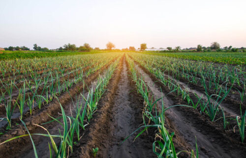 Fundo Fiagro Nagro Oikos realiza captação de R$ 75 milhões para crédito agro