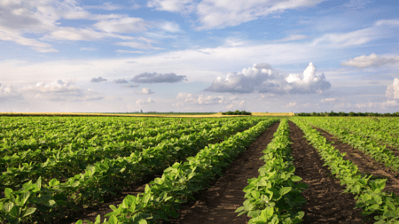 Warrants Digitais e Tecnologia da SiloReal: Uma Nova Era para o Financiamento Agropecuário Descubra como a tecnologia de warrants digitais e a SiloReal estão revolucionando o financiamento agropecuário, conectando estoques a crédito de forma inovadora.