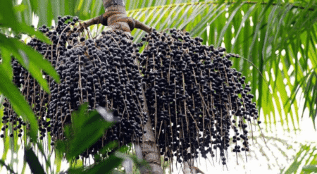 O doce sabor da Tokenização: Empresa Brasileira leva o Açai para o mercado internacional de blockchain O doce sabor da Tokenização: Empresa Brasileira leva o Açai para o mercado internacional de blockchain